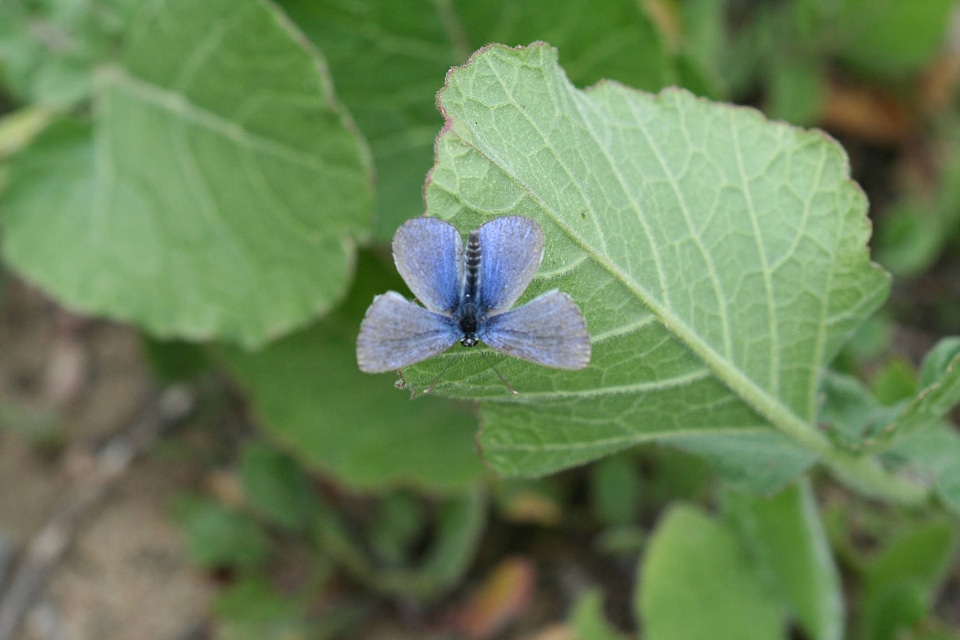Palos Verdes Blue butterfly