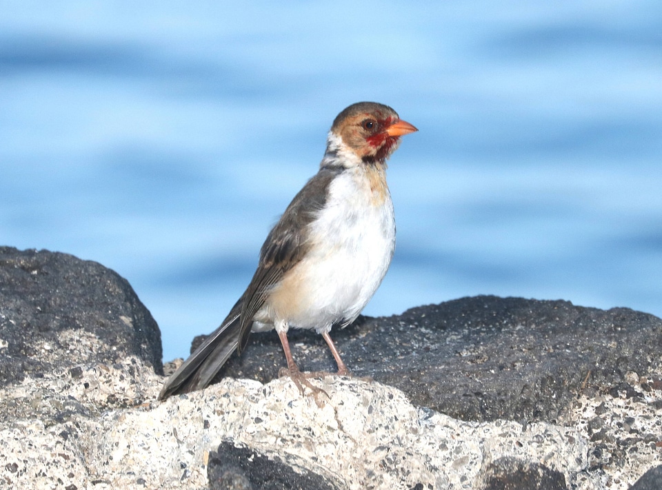Yellow-billed Cardinal juvenile