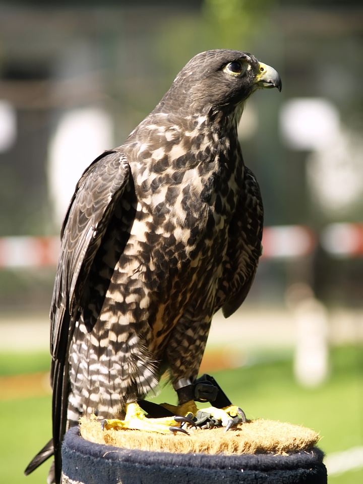 Raptor bird of prey bird