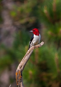 Red-headed woodpecker on dead snag-3