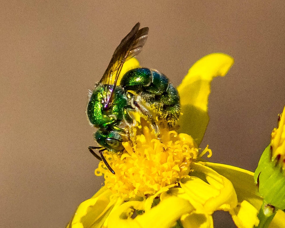 Green Metallic Sweat Bee