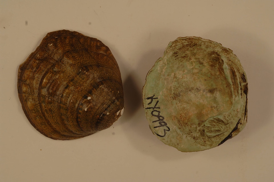 Cyprogenia stegaria-1
