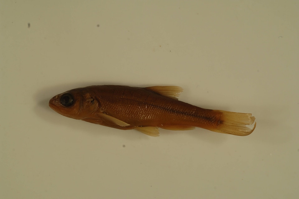 Clinostomus funduloides-2
