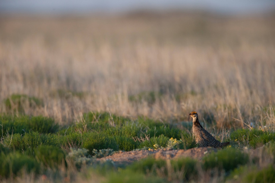 Lesser Prairie-Chicken-1