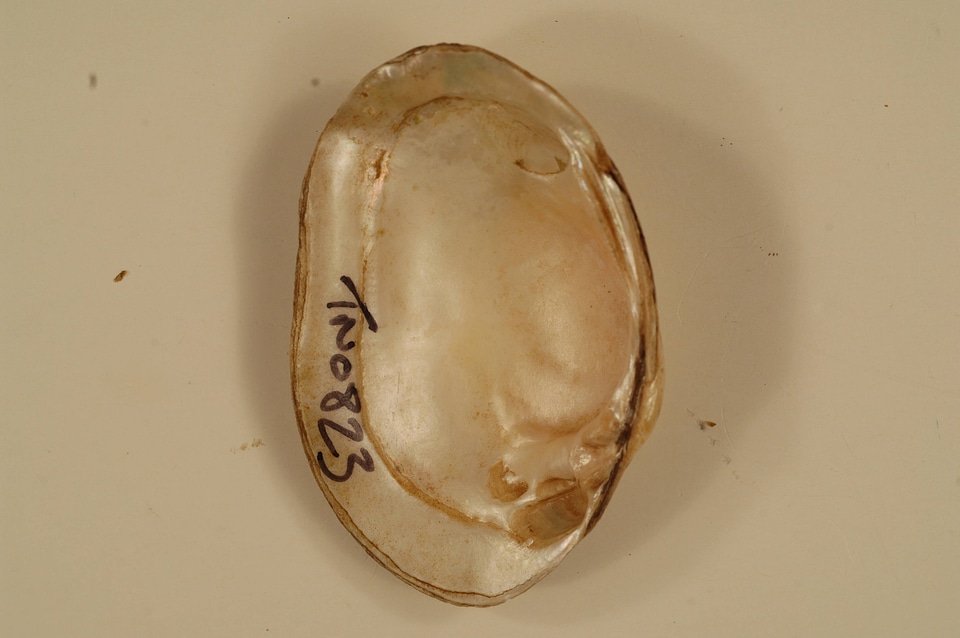 Villosa trabalis (inside)-2