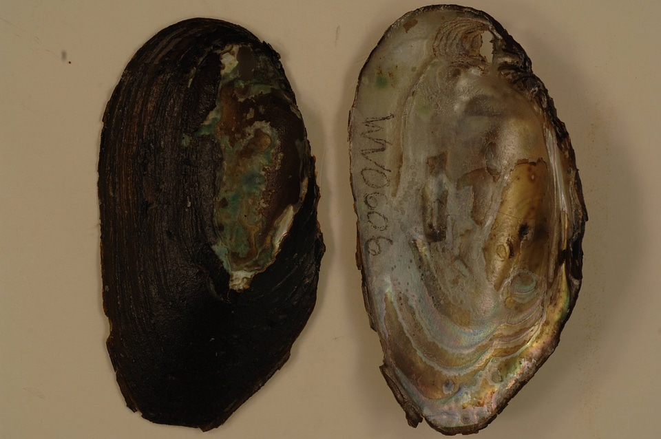 Elliptio complanata-1