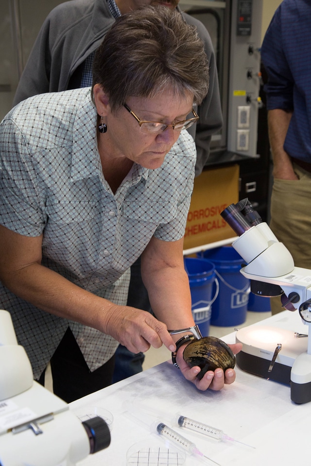 Biologists learn how to grow freshwater mussels-8
