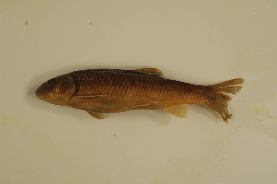 Nocomis leptocephalus-1