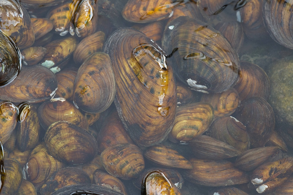 Freshwater mussels-2