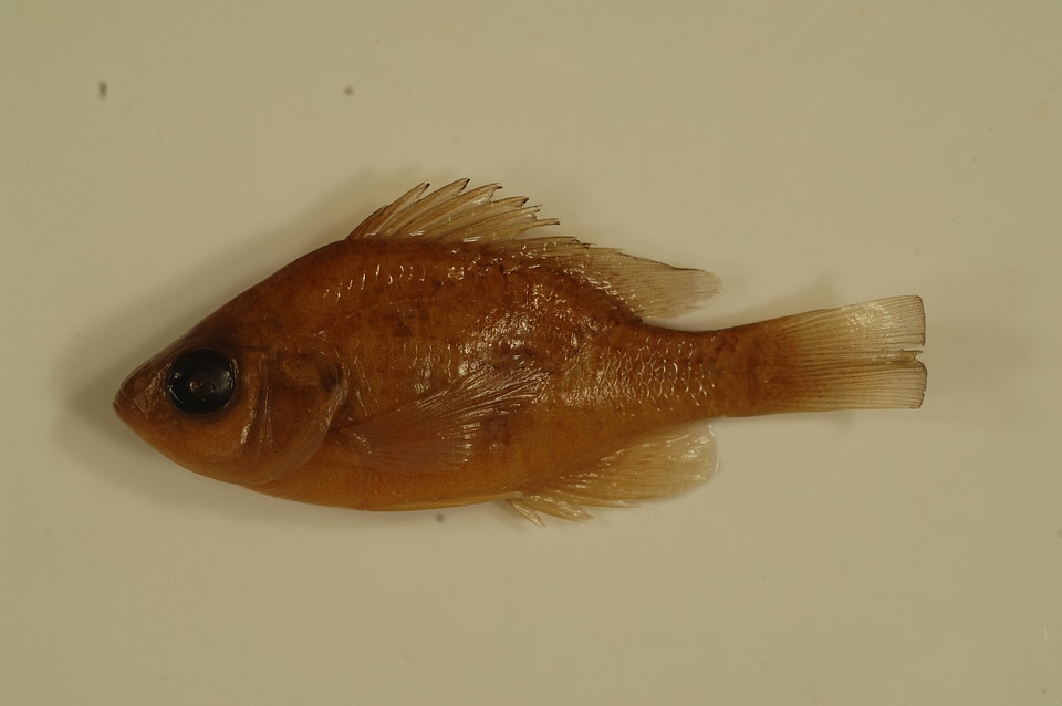 Lepomis gibbosus-1