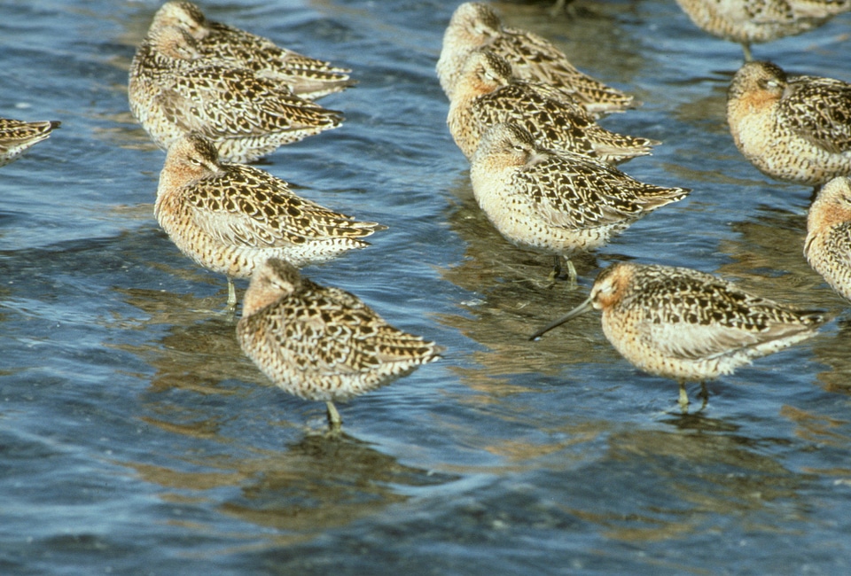 Short-billed Dowitcher Flock at Shoreline