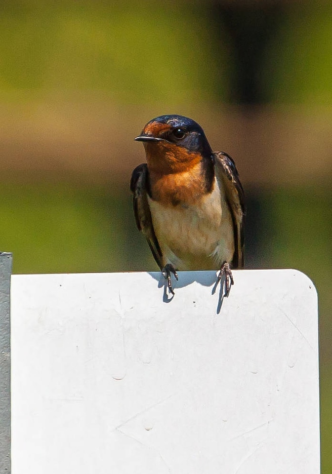 Barn Swallow  perched on sign-2
