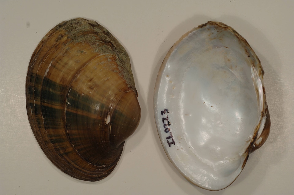Lampsilis cardium-3