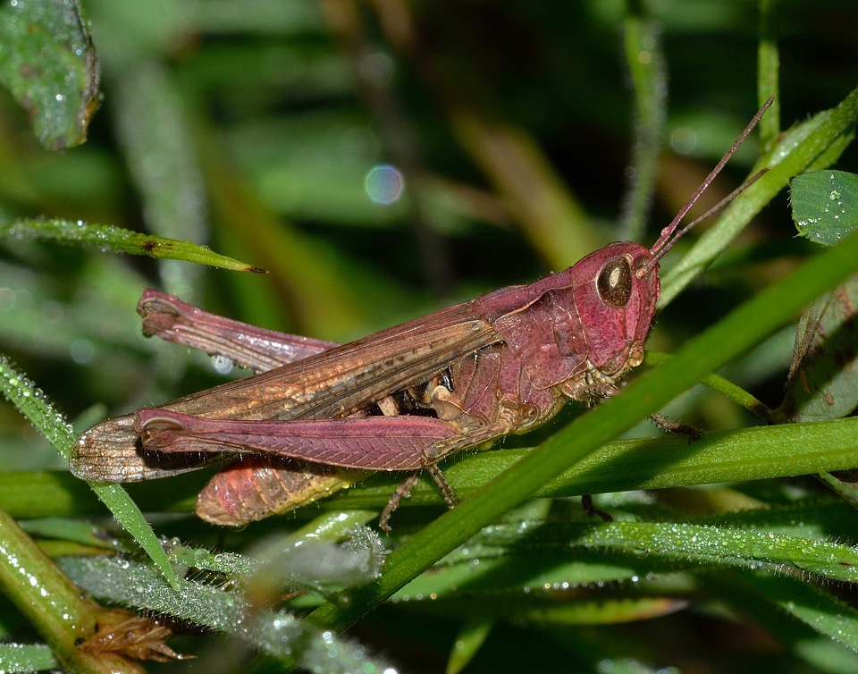 Grasshopper orthoptera insects