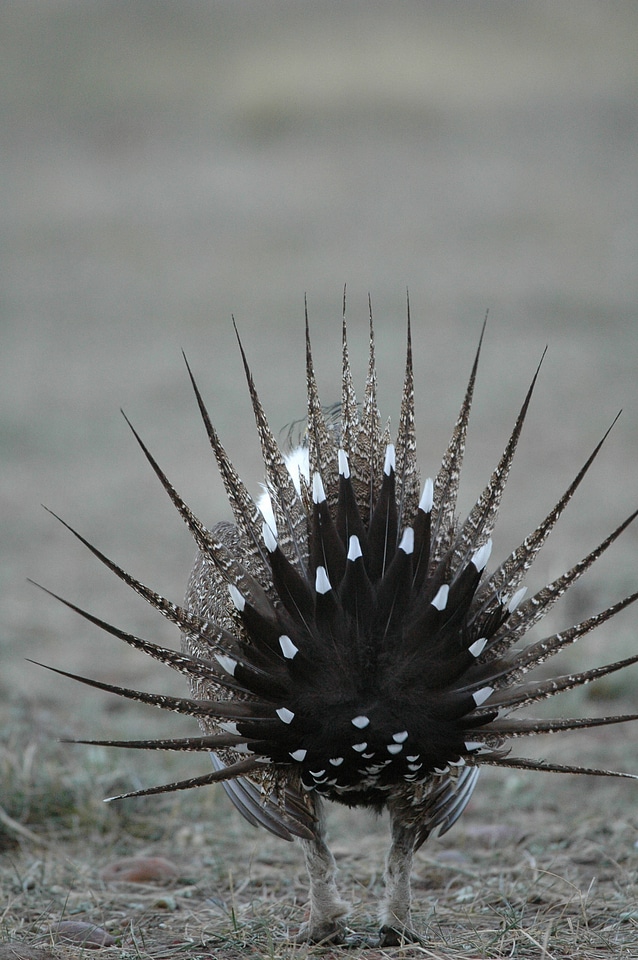 Greater sage-grouse-3