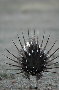 Greater sage-grouse-3