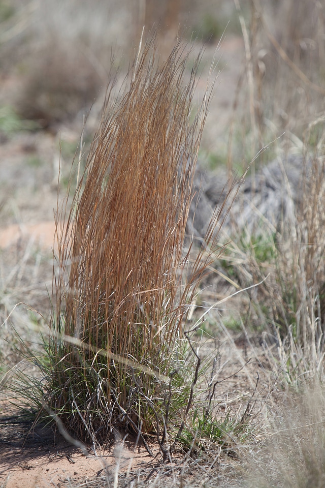 Southern shortgrass prairie-1
