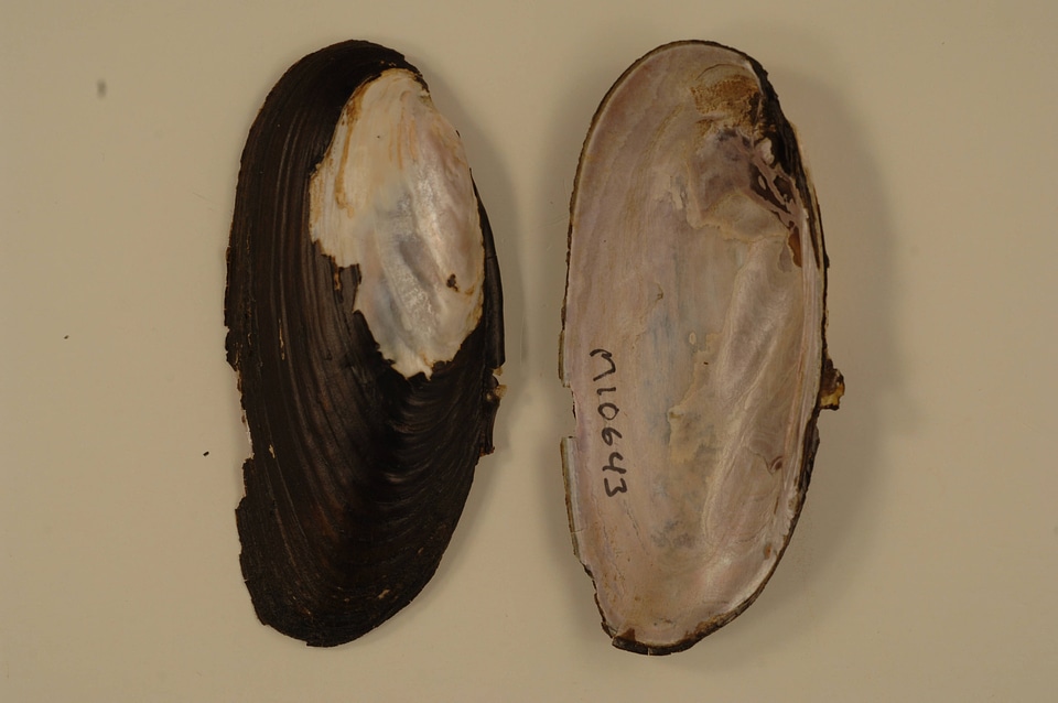 Elliptio dilatata-4