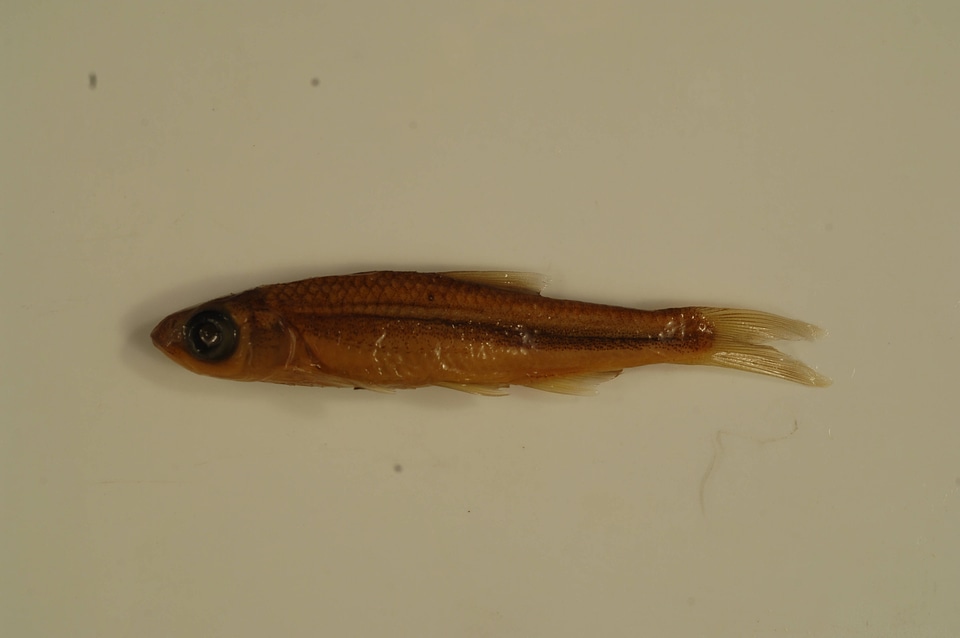 Notropis ariommus-5