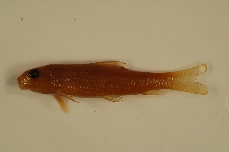 Moxostoma macrolepidotum-1