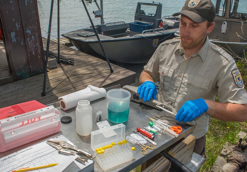 USFWS fisheries worker prepares to insert transmitter in lake sturgeon-3