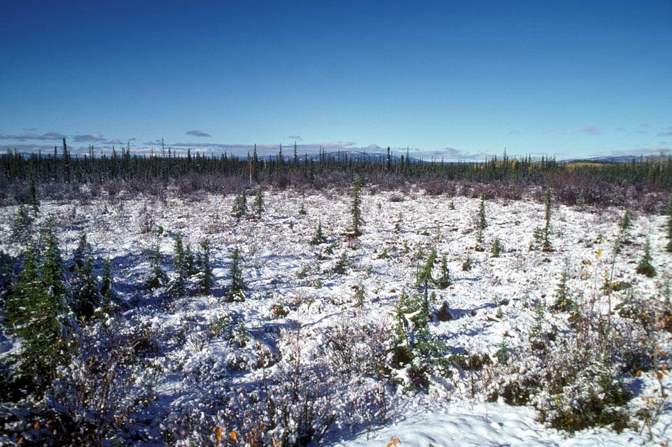 Snow Scene of Tetlin National Wildlife Refuge