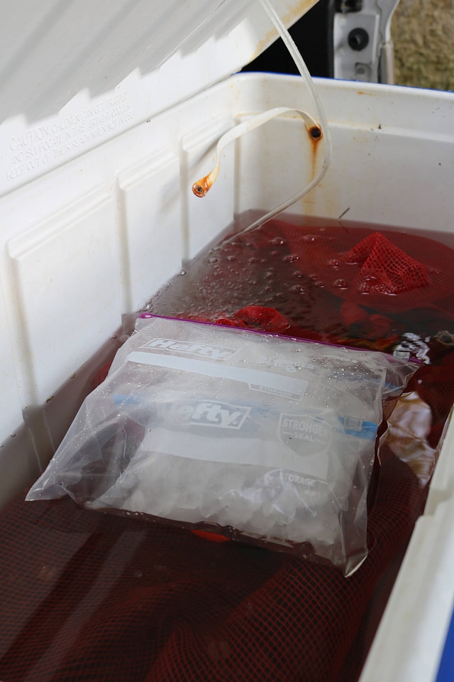Ice added to a mussel transport container