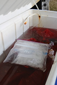 Ice added to a mussel transport container