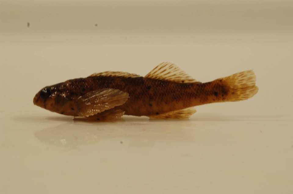 Etheostoma zonale-2