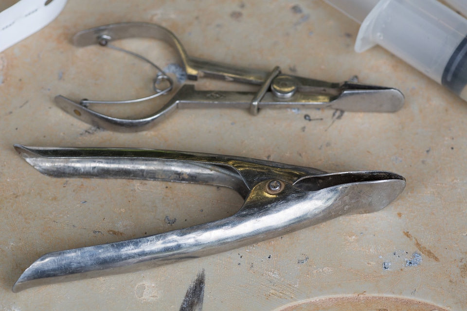 Speculum used to assist in extracting glochidia from freshwater mussel