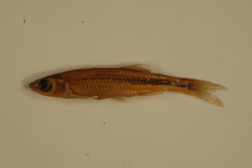 Notropis rubellus-1