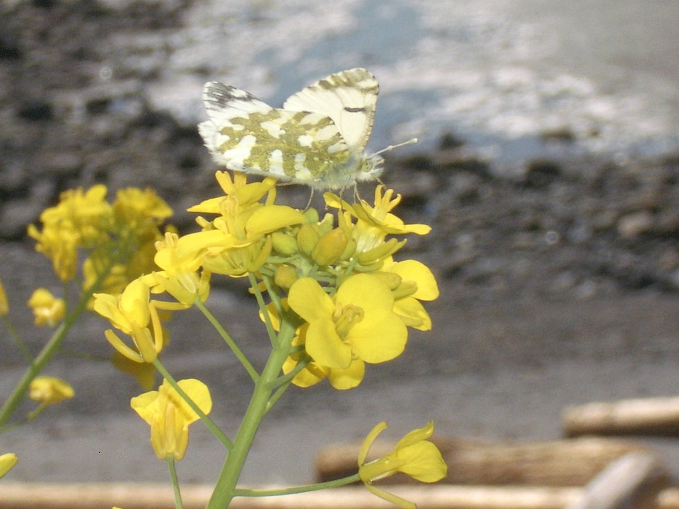 Island marble butterfly-2