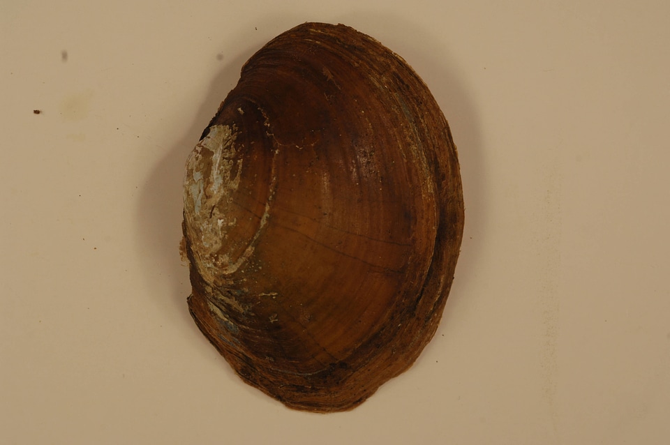 Lampsilis sp.(outside)