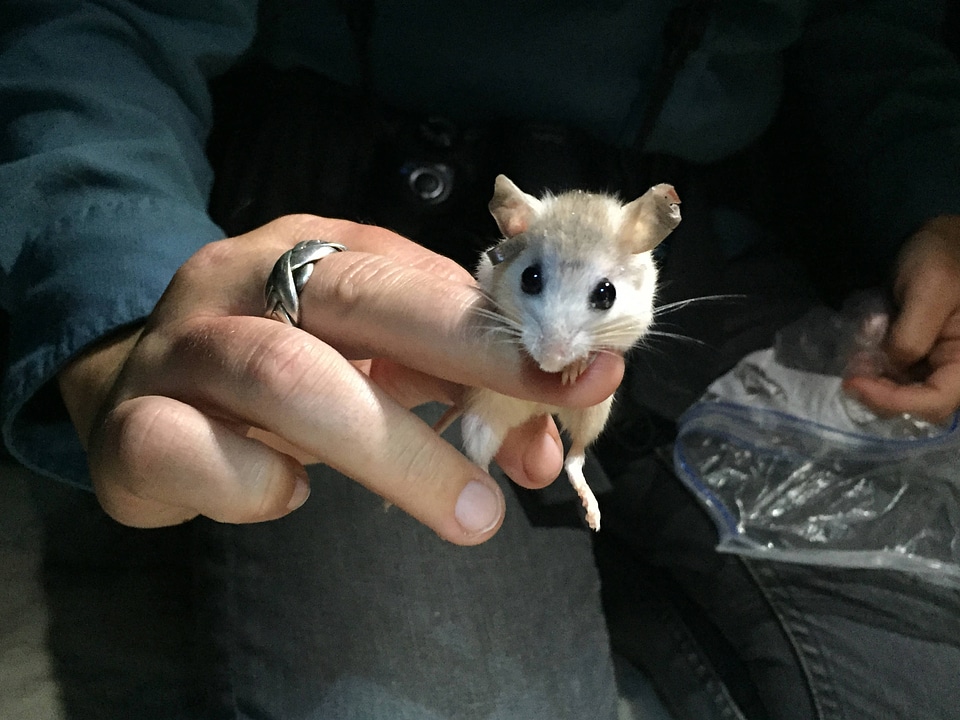 Perdido Key beach mouse-1