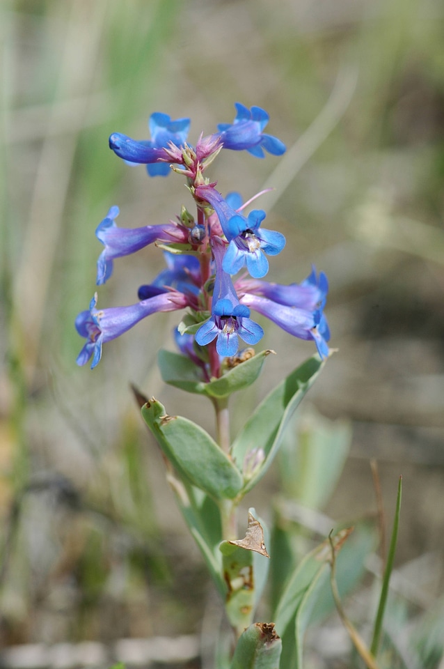 Shining penstemon