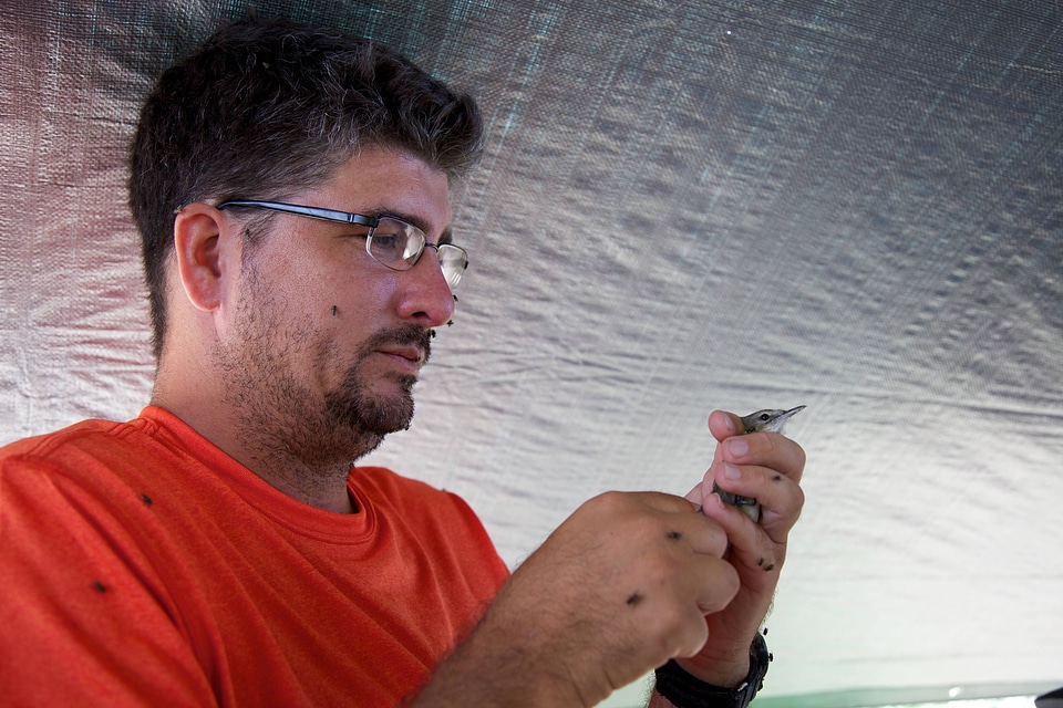 Nihoa Millerbird Translocation-3