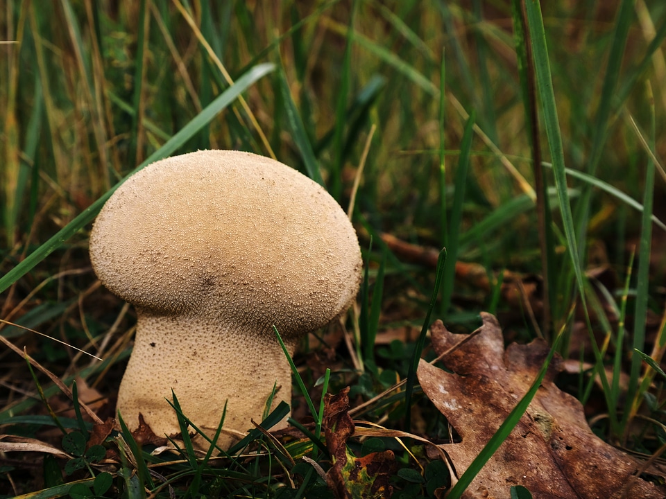 Umbrinum mushroom dust mushroom time
