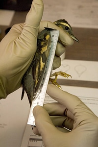 Service biologist taking measurements on Varied thrush wing