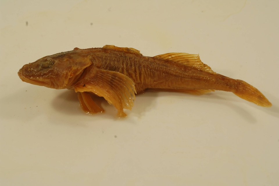 Myoxocephalus thompsonii