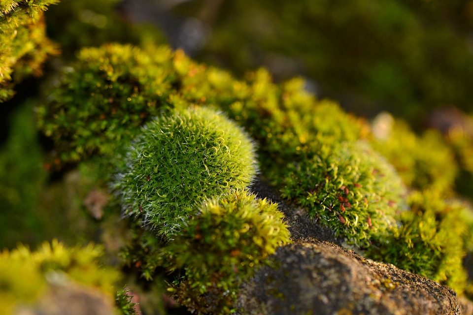 Forest macro green