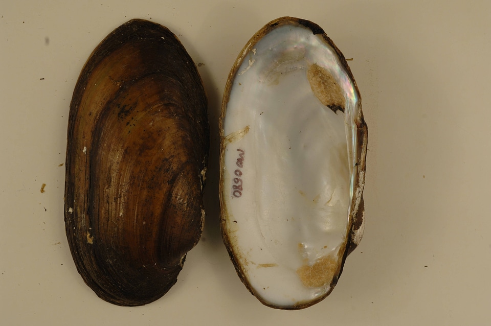 Lampsilis siliquoidea-1