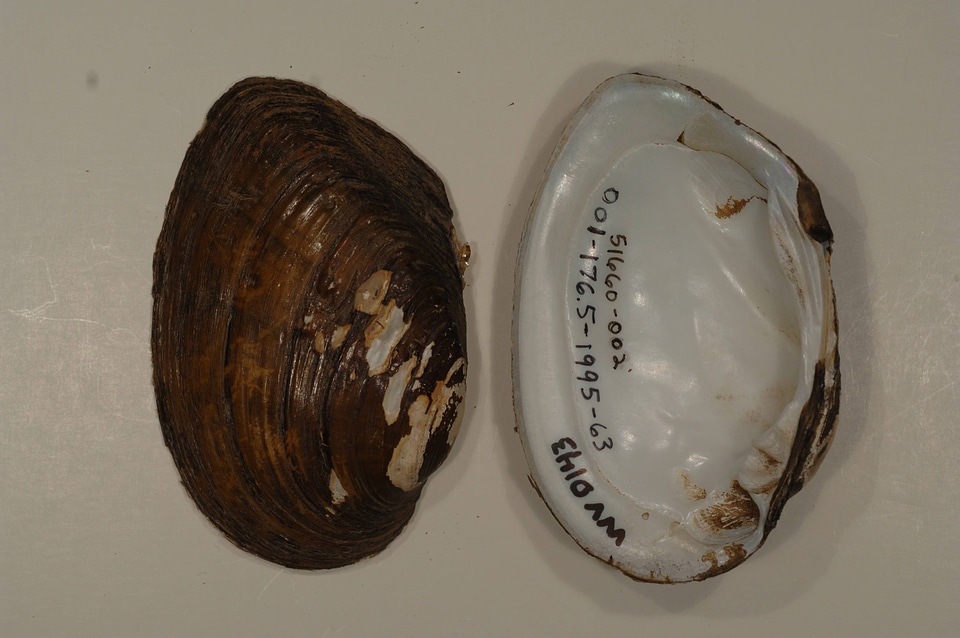Ortmanniana ligamentina-3