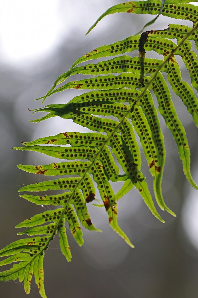 Licorice fern -3