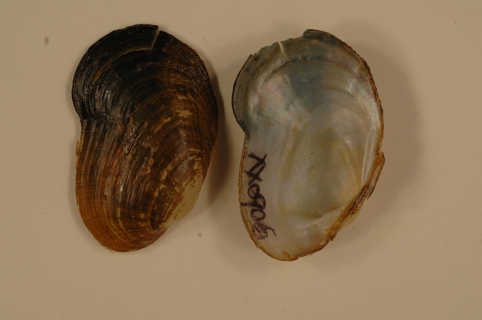 Epioblasma capsaeformis-1
