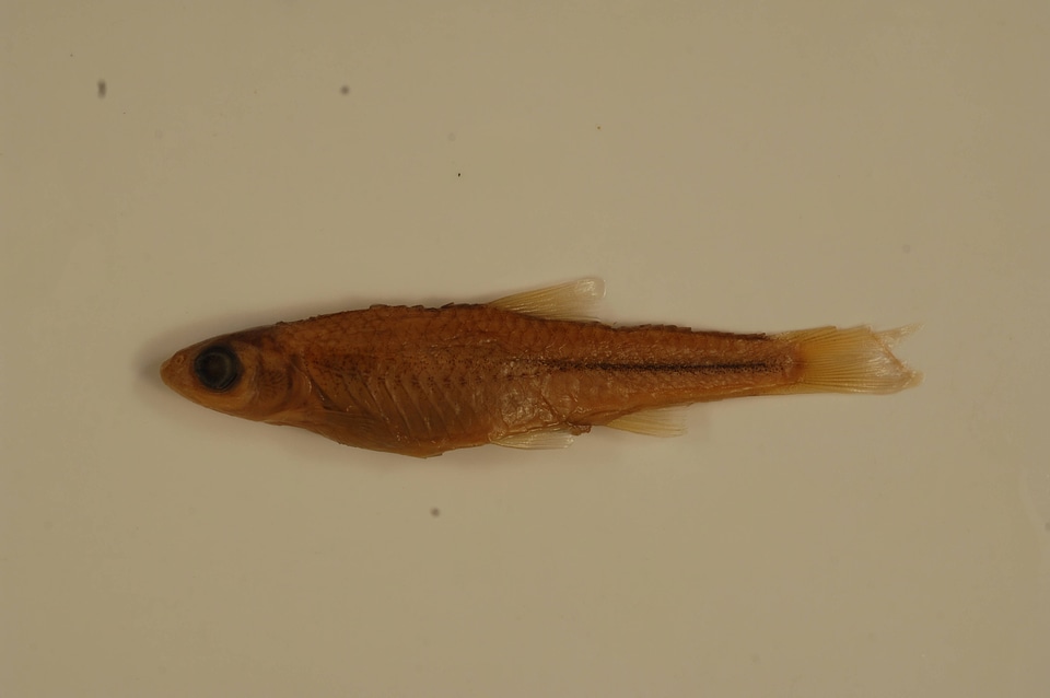 Notropis stramineus-1