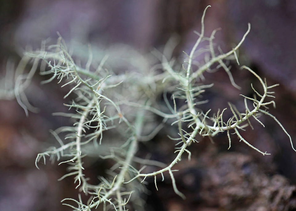 Methuselah's beard lichen 