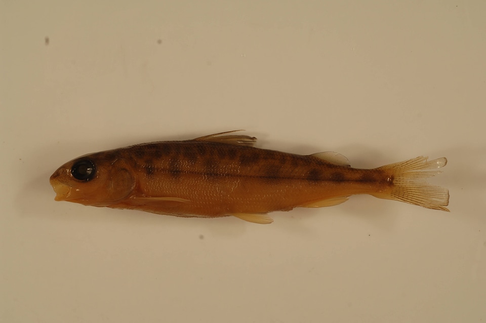Prosopium williamsoni
