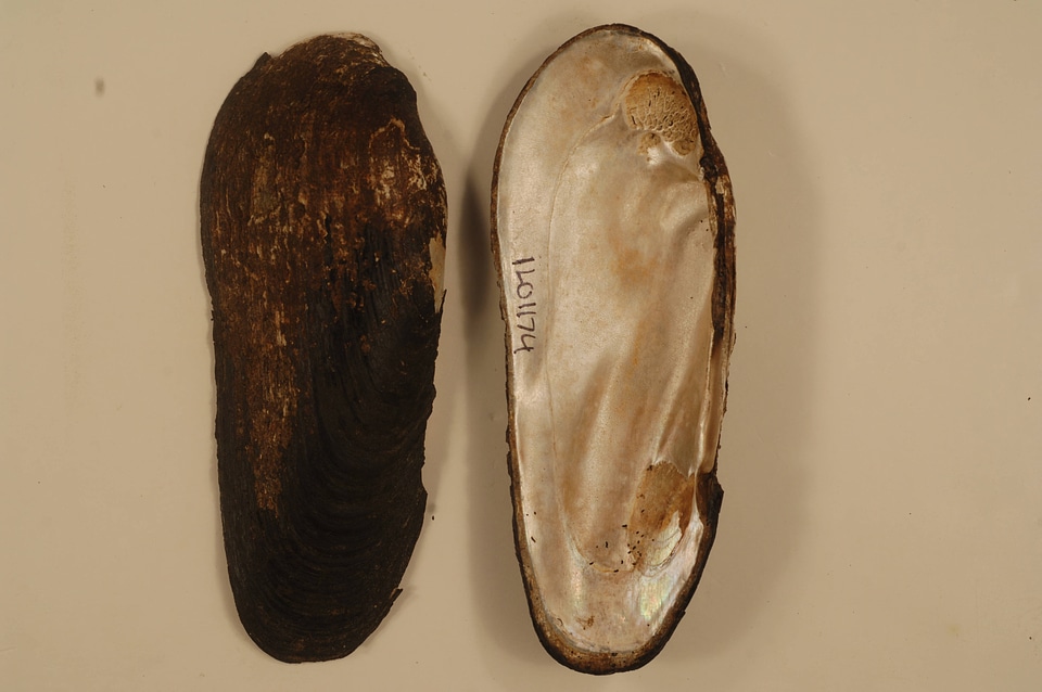 Margaritifera monodonta-1