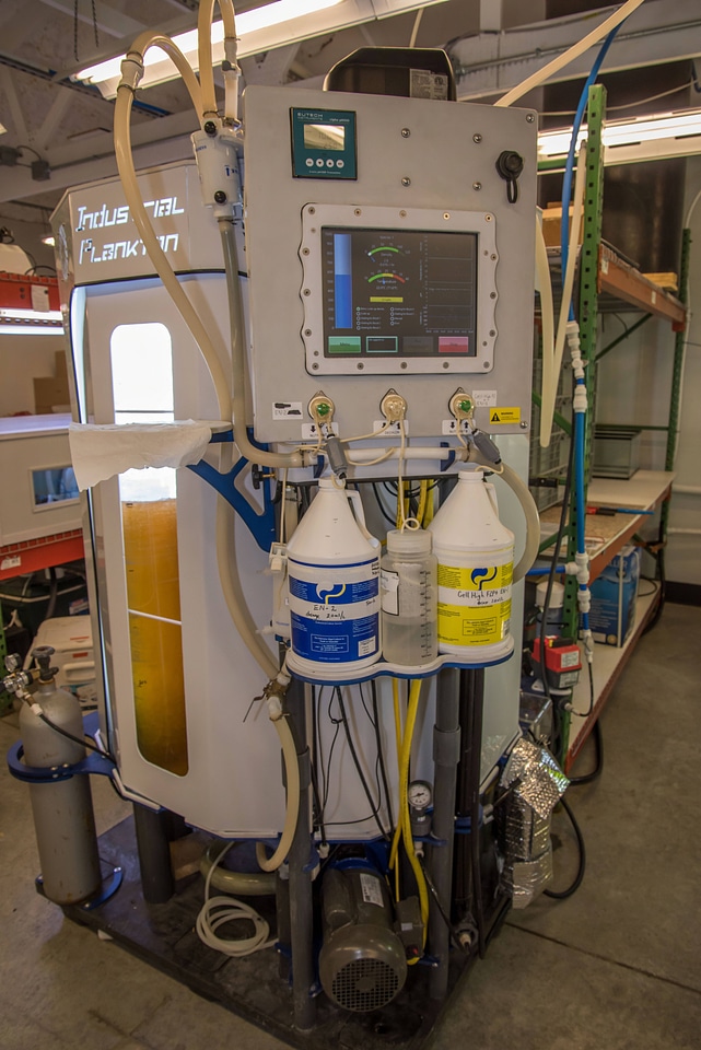 Plankton reactor for growing brown algae-1