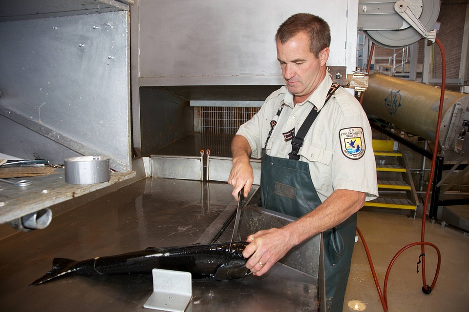 Service fish marking team member evaluates salmon-1